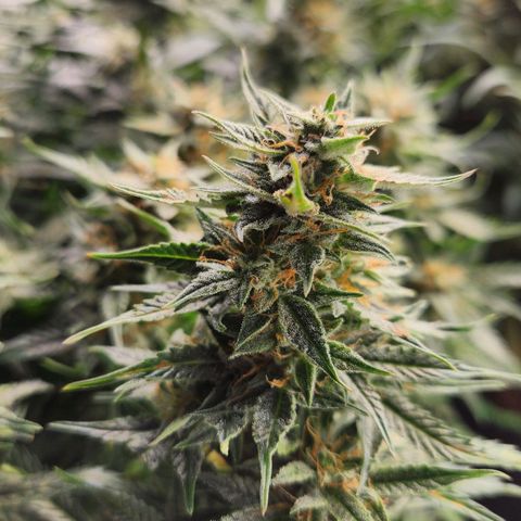 Do Si Dos Auto growlog timeline photo
