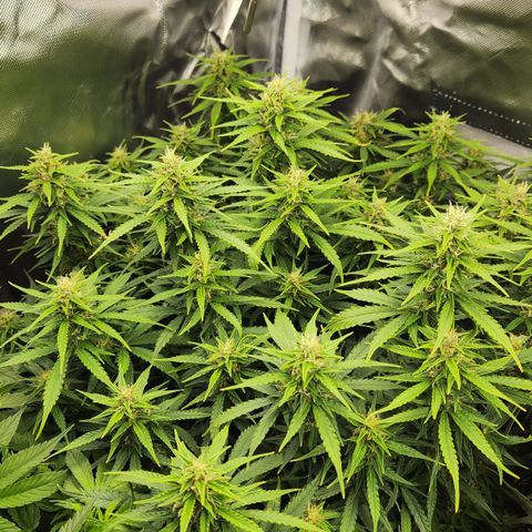 LSD Auto growlog timeline photo