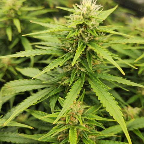 LSD Auto growlog timeline photo