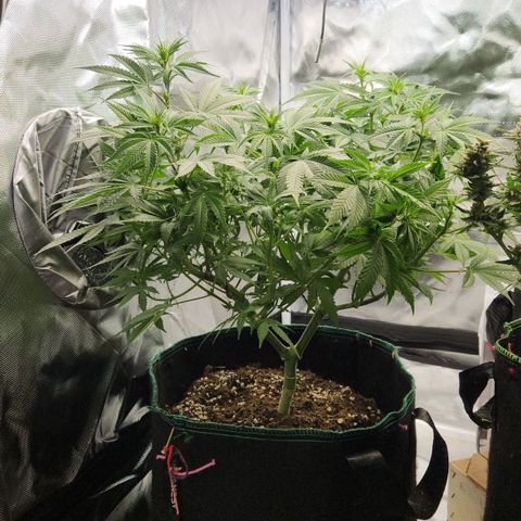 Laughing Buddha growlog timeline photo
