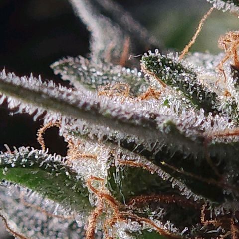 Strawberry Cheesecake Auto growlog timeline photo