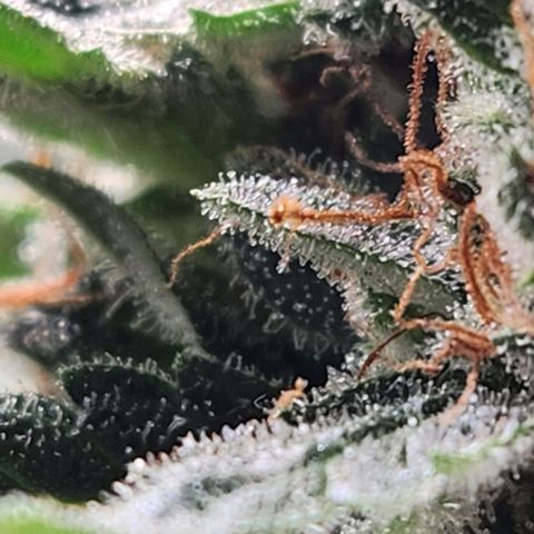 Strawberry Cheesecake Auto growlog timeline photo