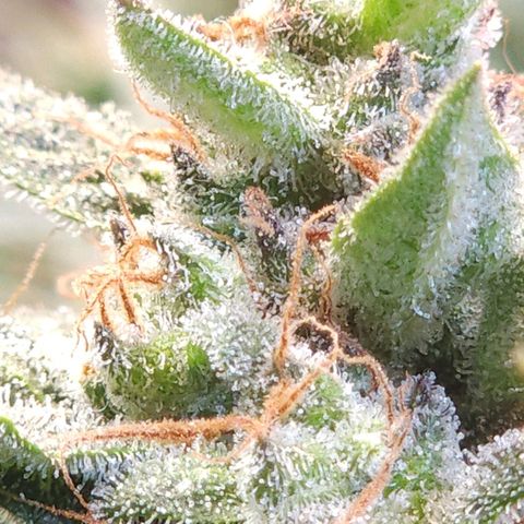 Strawberry Cheesecake Auto growlog timeline photo