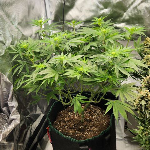 Laughing Buddha growlog timeline photo