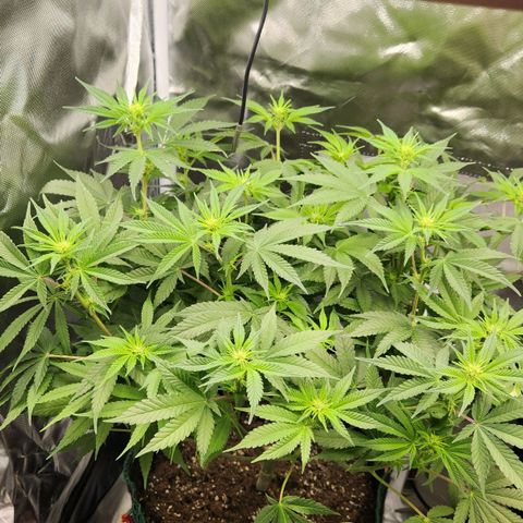 Laughing Buddha growlog timeline photo