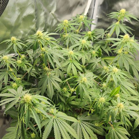 Laughing Buddha growlog timeline photo