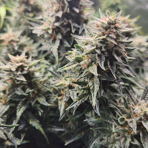 Do Si Dos Auto growlog timeline photo