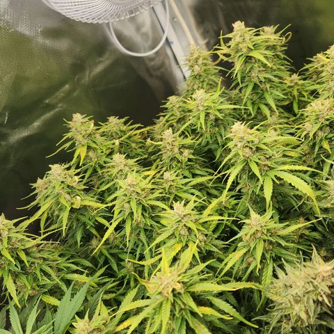 LSD Auto growlog timeline photo