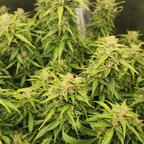 LSD Auto growlog timeline photo