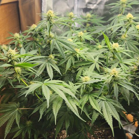 Laughing Buddha growlog timeline photo
