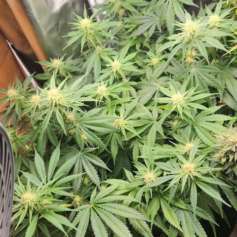 Laughing Buddha growlog timeline photo