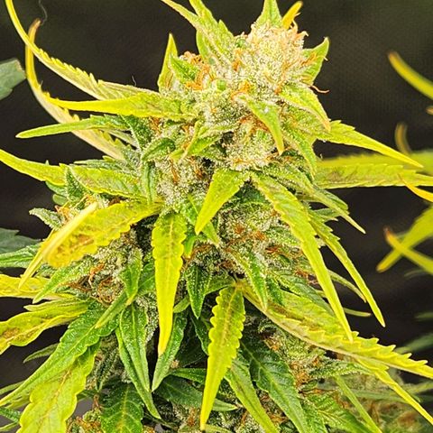 LSD Auto growlog timeline photo