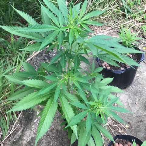 Colombian Gold growlog timeline photo