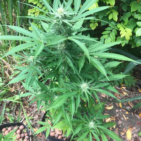 Colombian Gold growlog timeline photo
