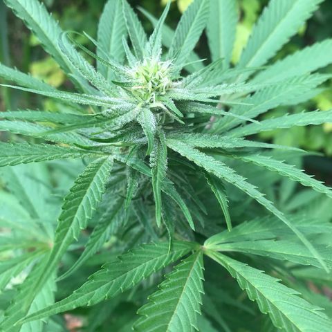 Colombian Gold growlog timeline photo