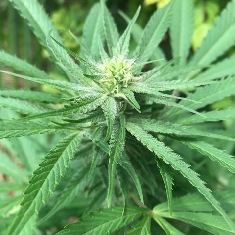 Colombian Gold growlog timeline photo