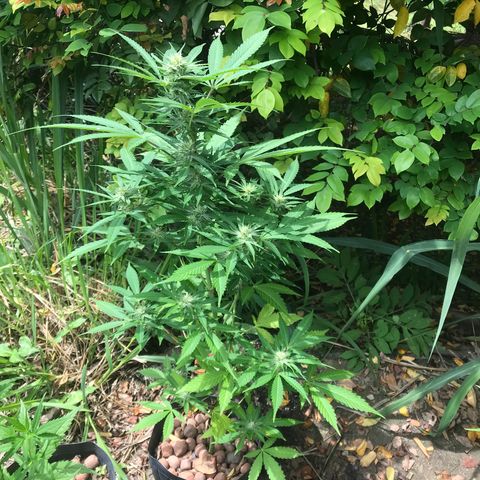 Colombian Gold growlog timeline photo