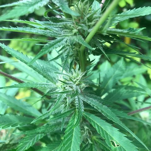 Colombian Gold growlog timeline photo