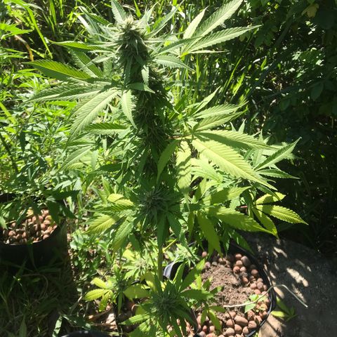 Colombian Gold growlog timeline photo