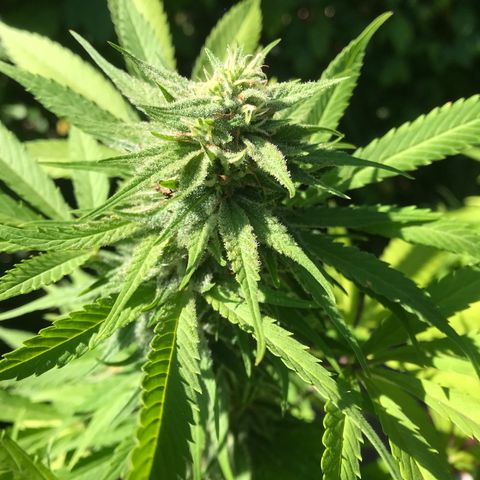 Colombian Gold growlog timeline photo