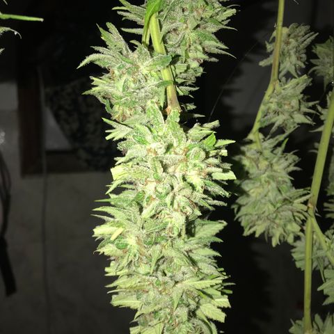 Colombian Gold growlog timeline photo