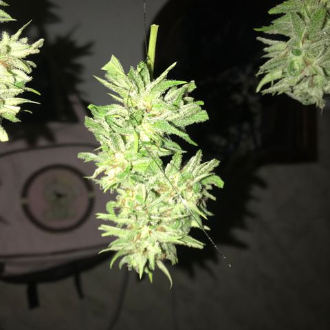 Colombian Gold growlog timeline photo