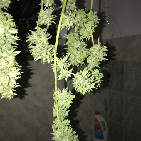 Colombian Gold growlog timeline photo