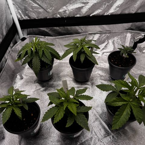 Haze Berry growlog photo: Ältere Bilder vom anfangsstadium des Grows 