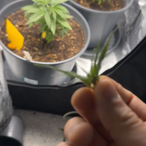 Haze Berry growlog photo: Topping der Pflanzen