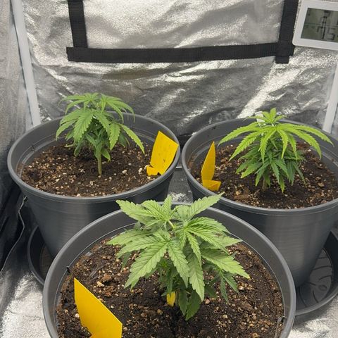 Haze Berry growlog timeline photo