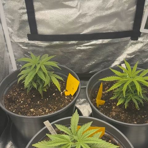 Haze Berry growlog timeline photo