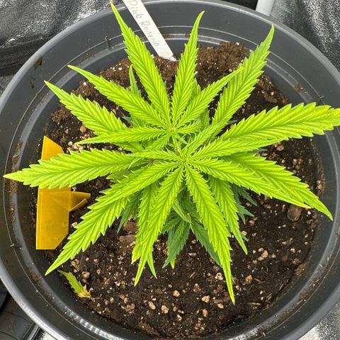 Rosy  growlog photo: Gelbferbung zwischen den blattadern