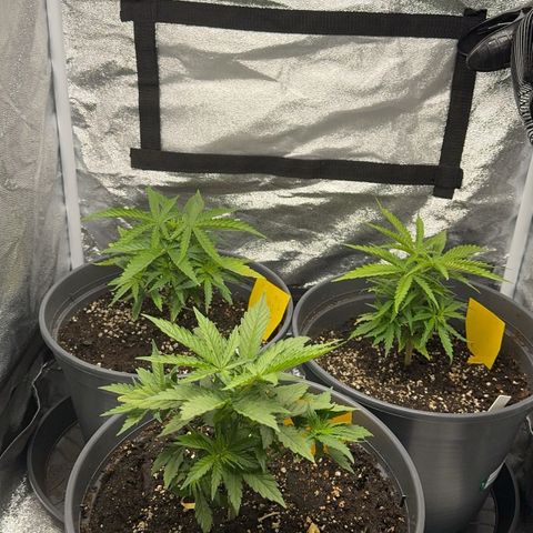 Haze Berry growlog timeline photo