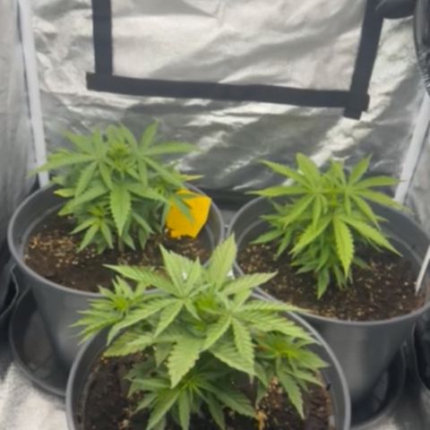 Haze Berry growlog timeline photo