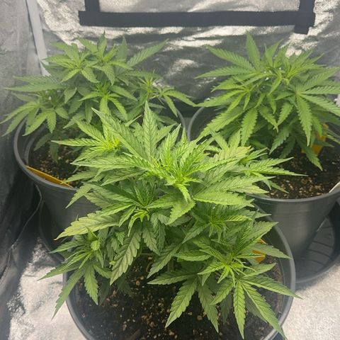 Haze Berry growlog timeline photo