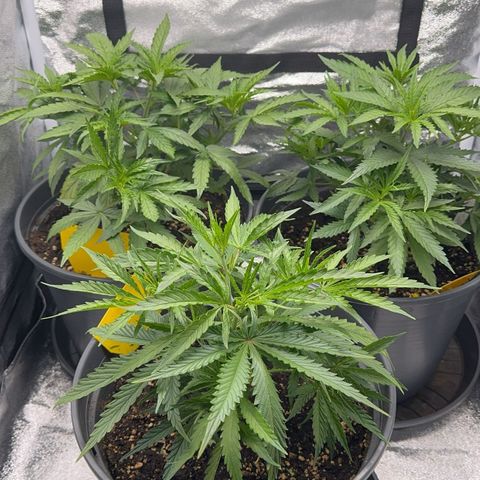 Haze Berry growlog timeline photo