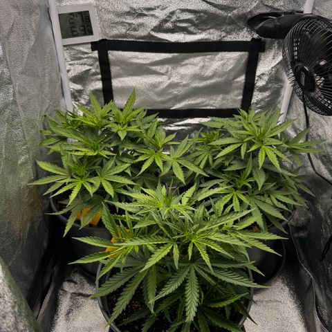 Haze Berry growlog timeline photo
