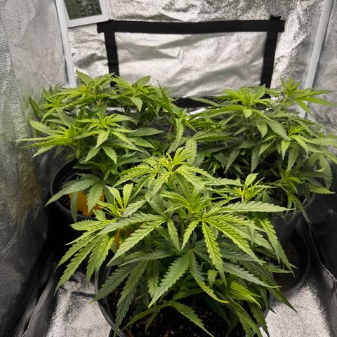 Haze Berry growlog timeline photo