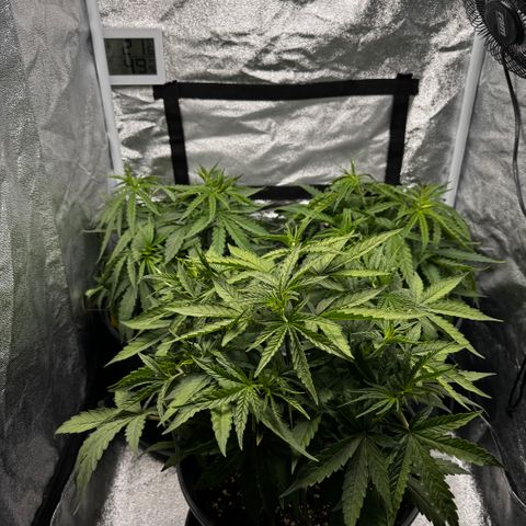 Haze Berry growlog timeline photo