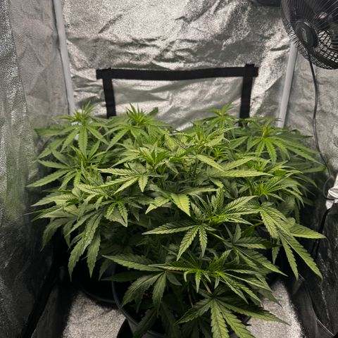 Haze Berry growlog timeline photo