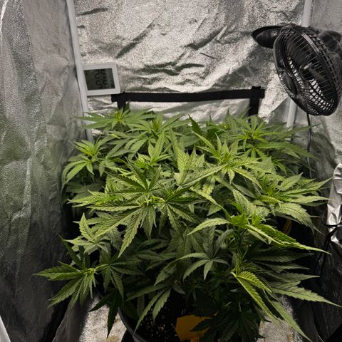 Haze Berry growlog timeline photo