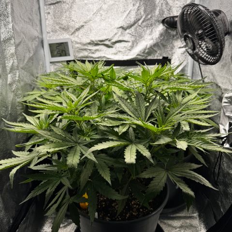 Haze Berry growlog timeline photo