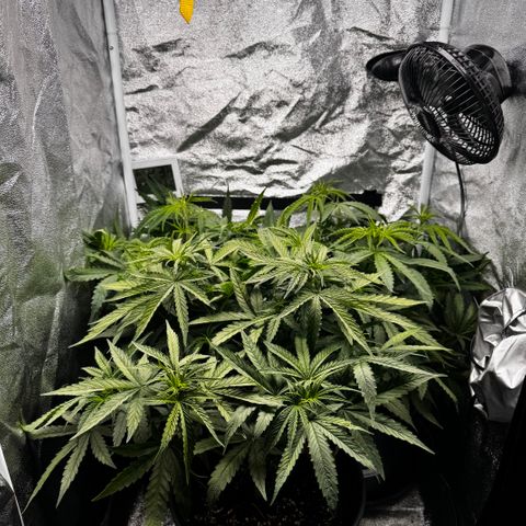 Haze Berry growlog timeline photo