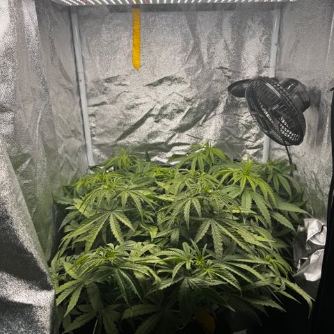 Haze Berry growlog timeline photo
