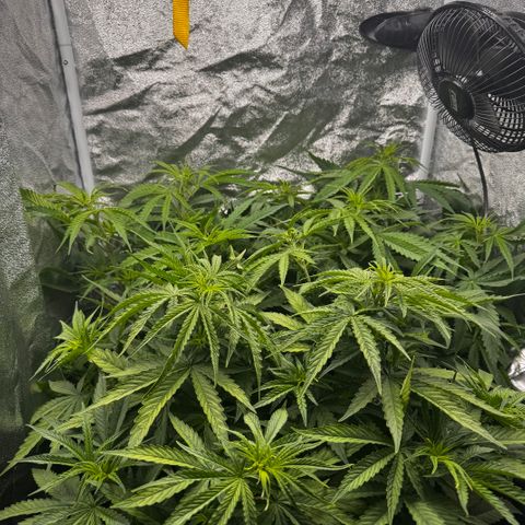 Haze Berry growlog timeline photo