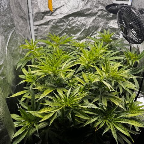 Haze Berry growlog timeline photo