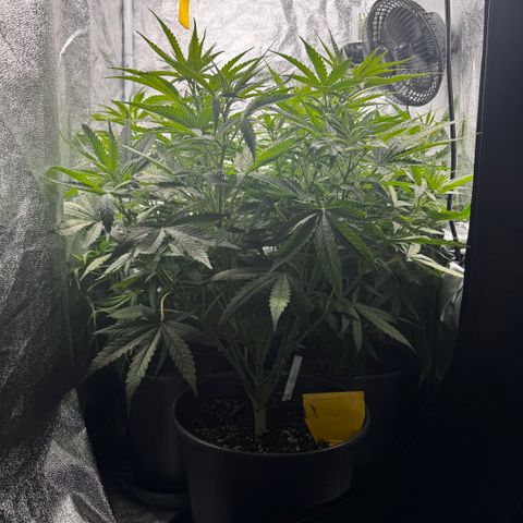 Haze Berry growlog timeline photo