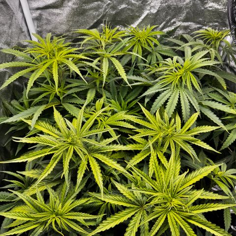 Haze Berry growlog timeline photo