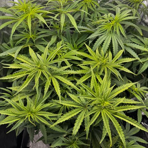 Haze Berry growlog timeline photo