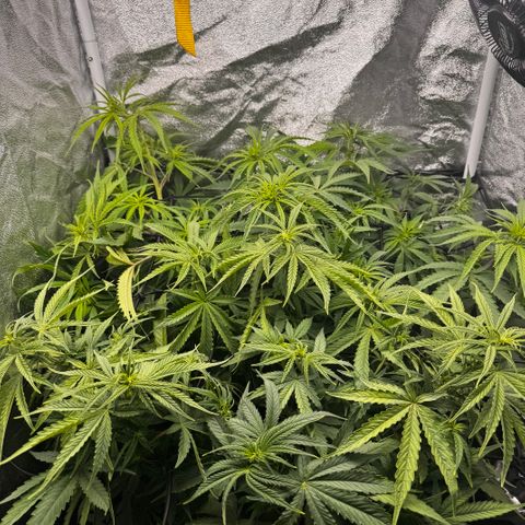 Haze Berry growlog timeline photo